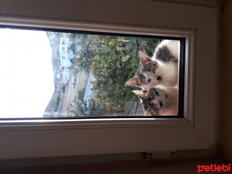 Tekir Kedi, Kedi  Ikizler fotoğrafı