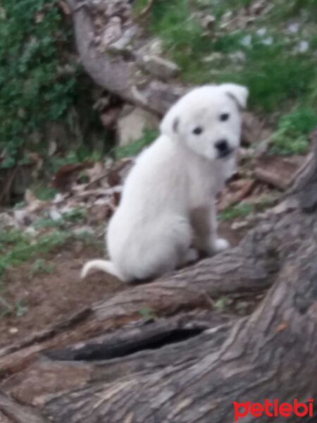 Tekir Kedi, Kedi  Ikizler fotoğrafı