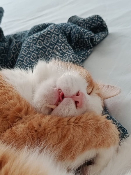 Sarman, Kedi  Jack fotoğrafı