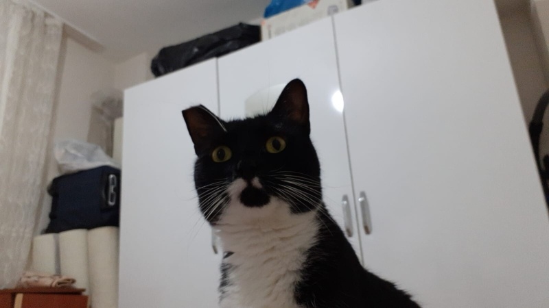 Tuxedo (Smokin) Kedi, Kedi  Karamio fotoğrafı