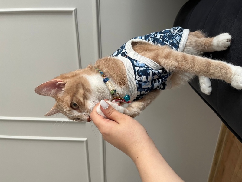 Sarman, Kedi  Asil fotoğrafı
