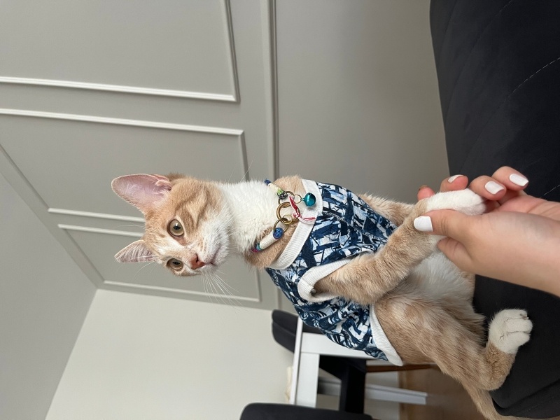 Sarman, Kedi  Asil fotoğrafı
