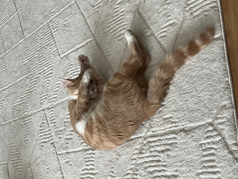 Sarman, Kedi  Asil fotoğrafı