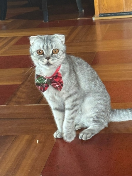 Scottish Fold, Kedi  Suat fotoğrafı