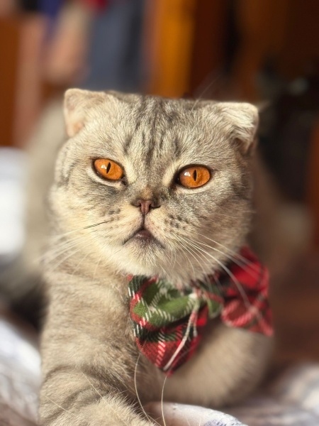 Scottish Fold, Kedi  Suat fotoğrafı