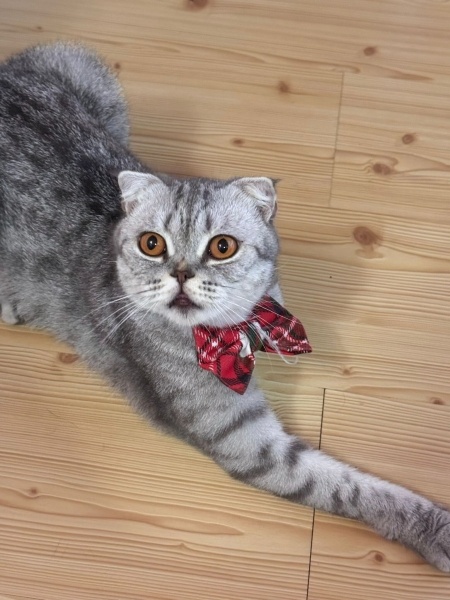 Scottish Fold, Kedi  Suat fotoğrafı