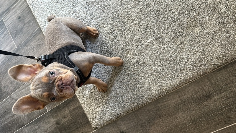 Fransız Bulldog, Köpek  Hera fotoğrafı