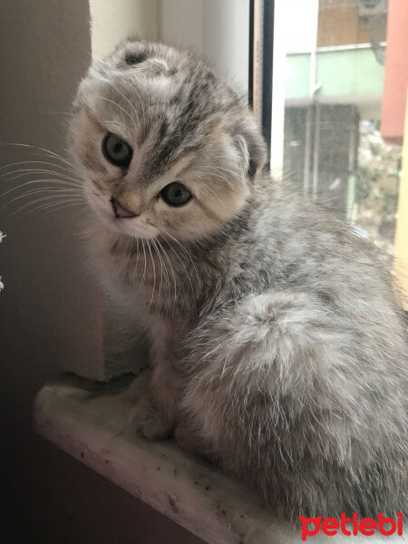 Scottish Fold, Kedi  Maya fotoğrafı