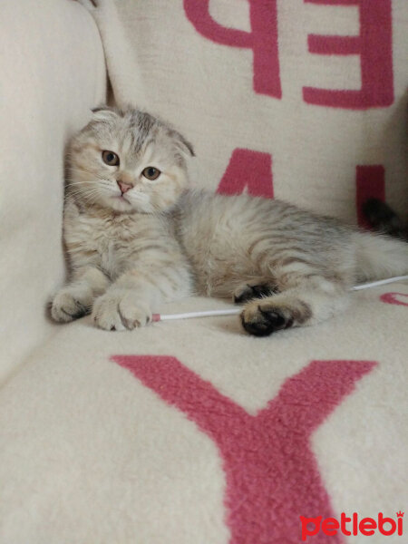 Scottish Fold, Kedi  Maya fotoğrafı