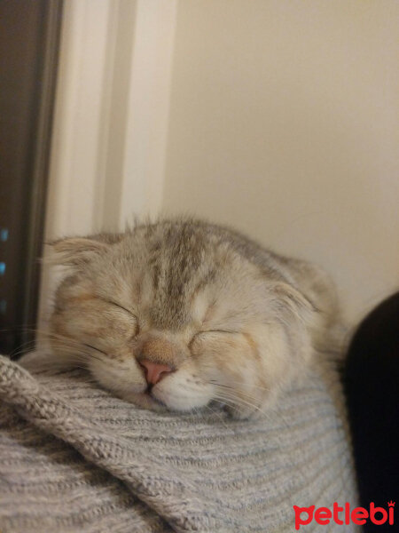 Scottish Fold, Kedi  Maya fotoğrafı