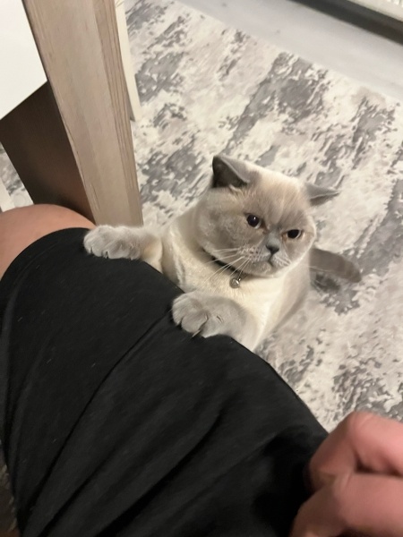 British Shorthair, Kedi  Cookie fotoğrafı