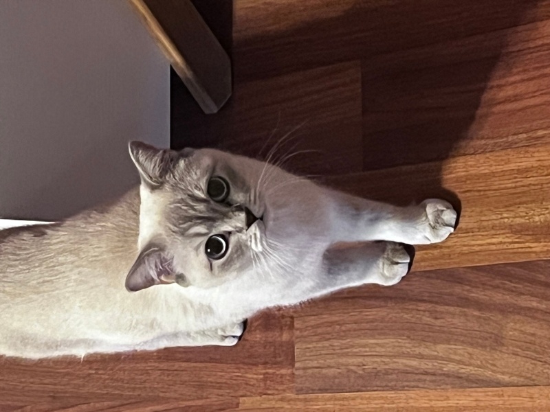 British Shorthair, Kedi  Masha fotoğrafı
