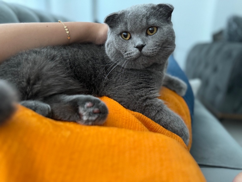 Scottish Fold, Kedi  Çiko fotoğrafı