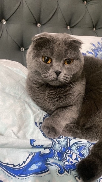Scottish Fold, Kedi  Katya fotoğrafı