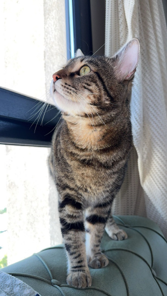 Tekir Kedi, Kedi  Coffee fotoğrafı