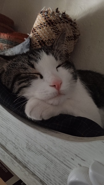 Tekir Kedi, Kedi  Efe Can fotoğrafı