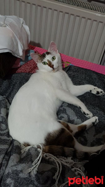 Tekir Kedi, Kedi  Prenses fotoğrafı