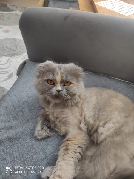 British Shorthair, Kedi  Lina fotoğrafı