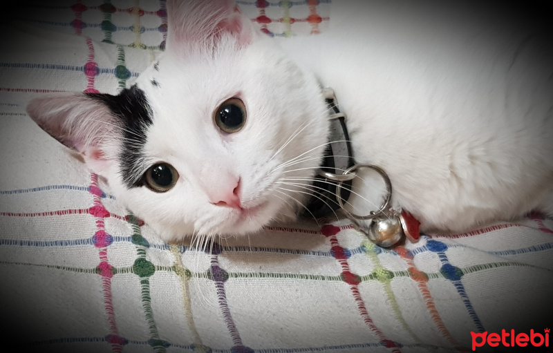 Tuxedo (Smokin) Kedi, Kedi  Mırıl  fotoğrafı