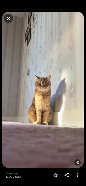 British Shorthair, Kedi  Miyav fotoğrafı
