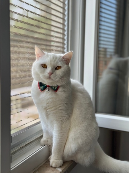 British Shorthair, Kedi  Bamsı beyrek fotoğrafı