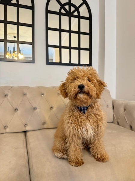 Poodle(Standart Kaniş), Köpek  Toffy fotoğrafı