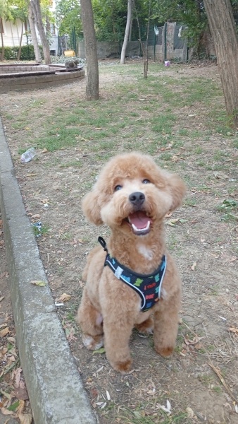 Poodle(Standart Kaniş), Köpek  Toffy fotoğrafı
