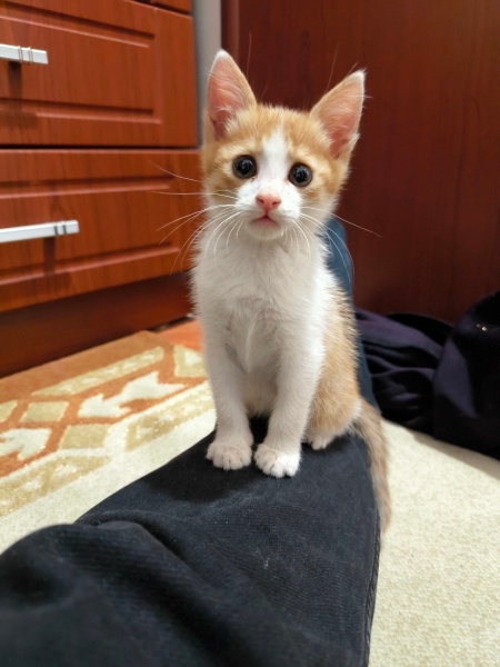 Van Kedisi, Kedi  Minnoş fotoğrafı