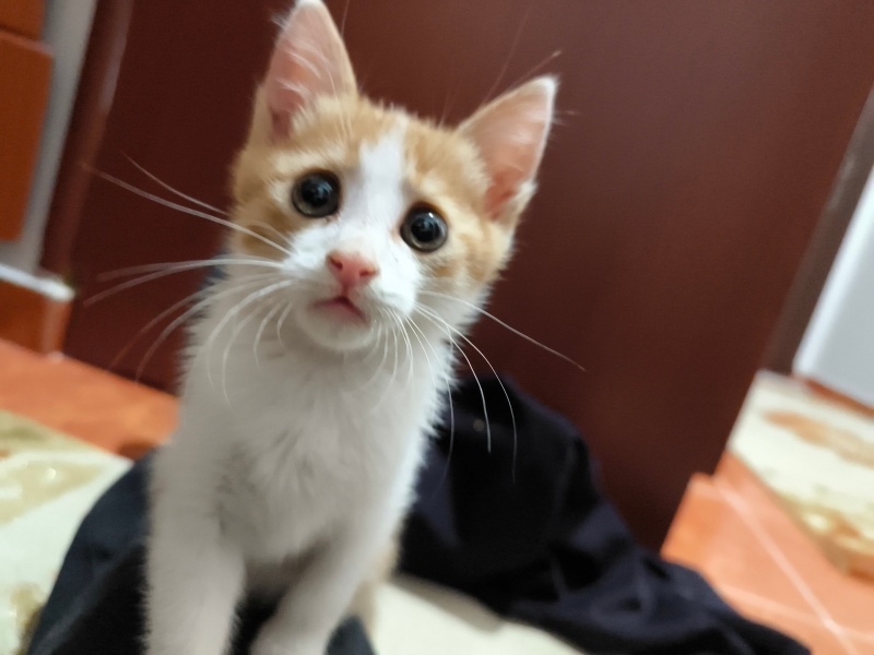 Van Kedisi, Kedi  Minnoş fotoğrafı