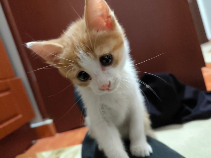 Van Kedisi, Kedi  Minnoş fotoğrafı