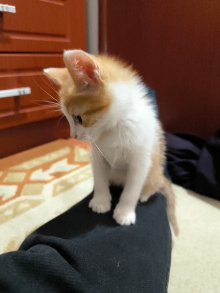 Van Kedisi, Kedi  Minnoş fotoğrafı