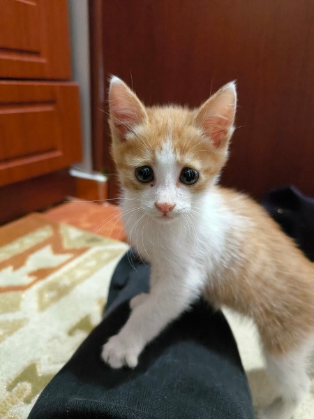 Van Kedisi, Kedi  Minnoş fotoğrafı