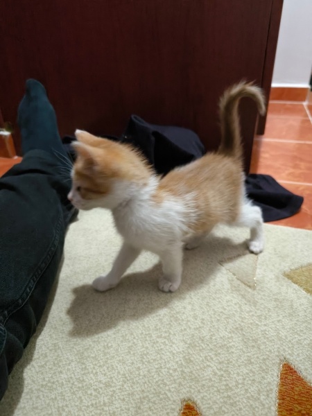 Van Kedisi, Kedi  Minnoş fotoğrafı