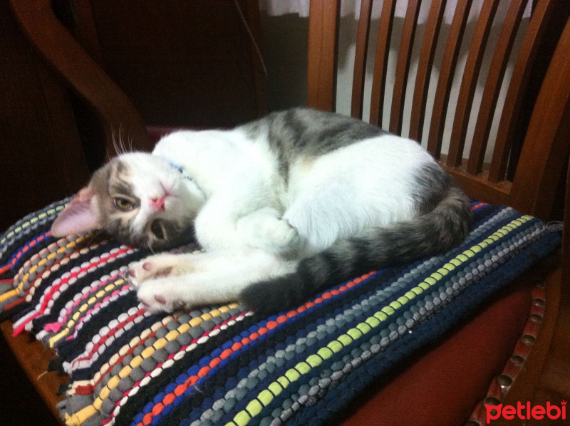 Tekir Kedi, Kedi  CANCAN fotoğrafı