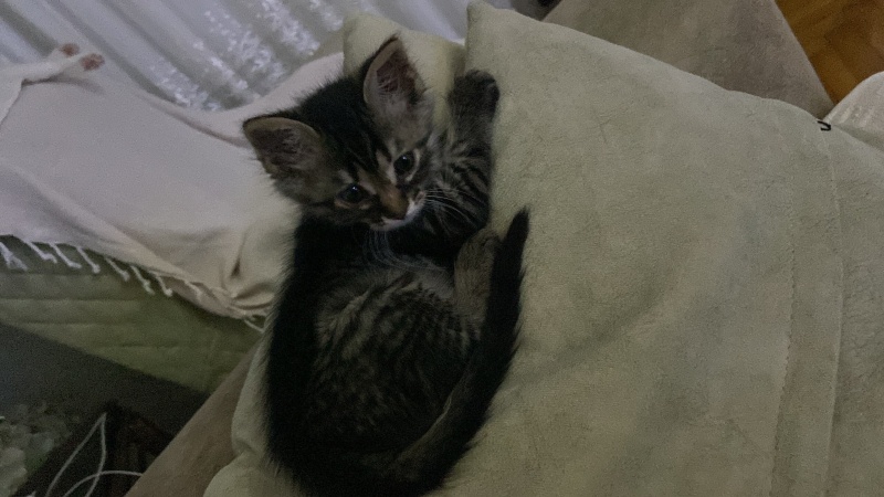 Tekir Kedi, Kedi  Kahve fotoğrafı