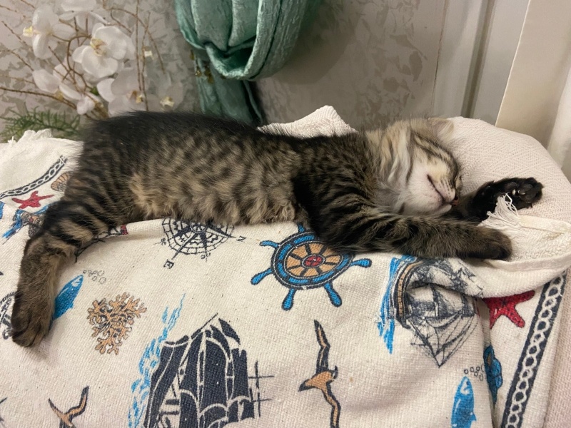 Tekir Kedi, Kedi  Kahve fotoğrafı