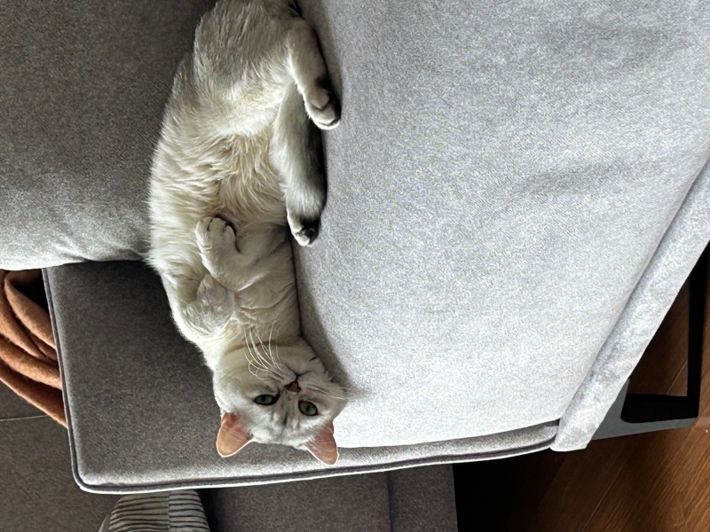 British Shorthair, Kedi  Çiko fotoğrafı