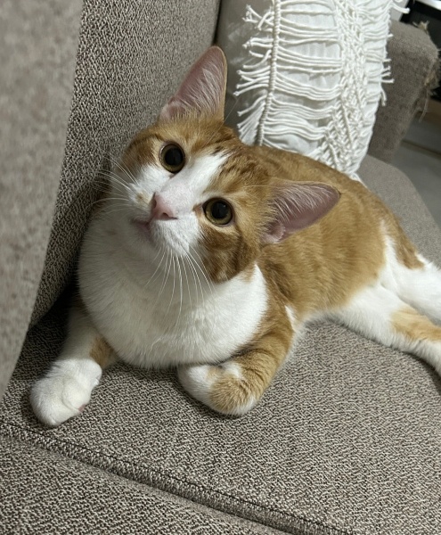 Sarman, Kedi  Şanslı fotoğrafı