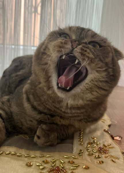 Scottish Fold, Kedi  şeker fotoğrafı
