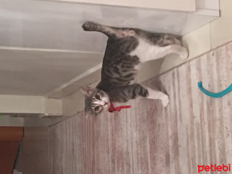 Tekir Kedi, Kedi  Duman fotoğrafı