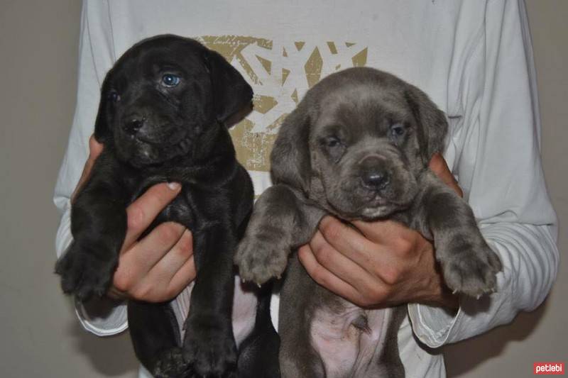 Cane Corso Italiano, Köpek  sira  fotoğrafı