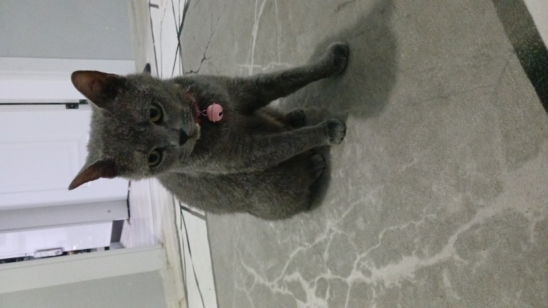 British Shorthair, Kedi  Duman fotoğrafı