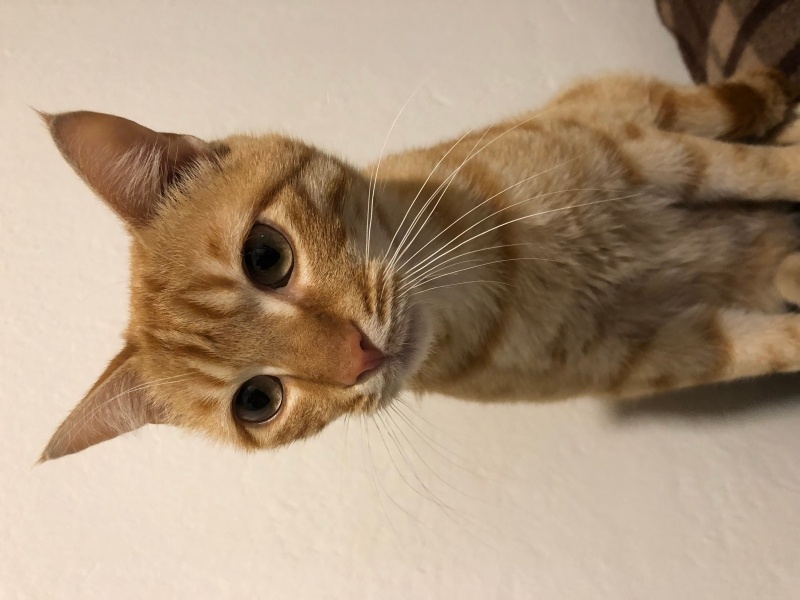 Sarman, Kedi  Güneş fotoğrafı