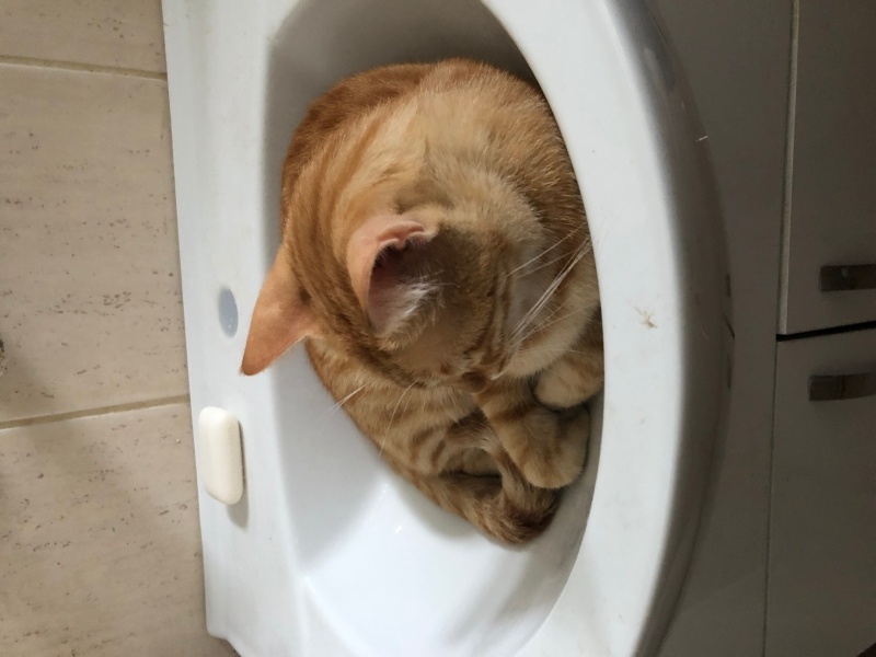 Sarman, Kedi  Güneş fotoğrafı