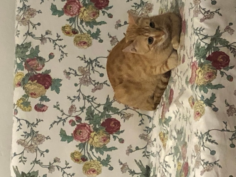 Sarman, Kedi  Güneş fotoğrafı