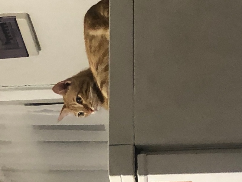 Sarman, Kedi  Güneş fotoğrafı