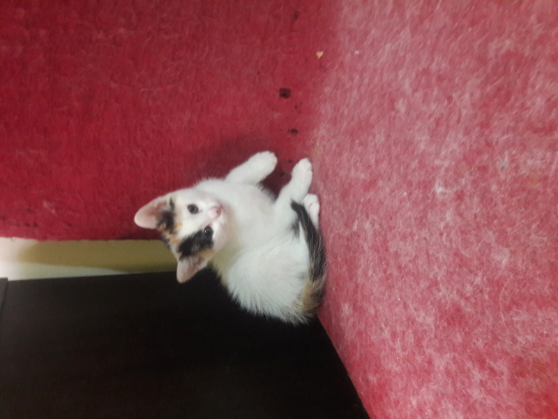 Tekir Kedi, Kedi  pamuk fotoğrafı