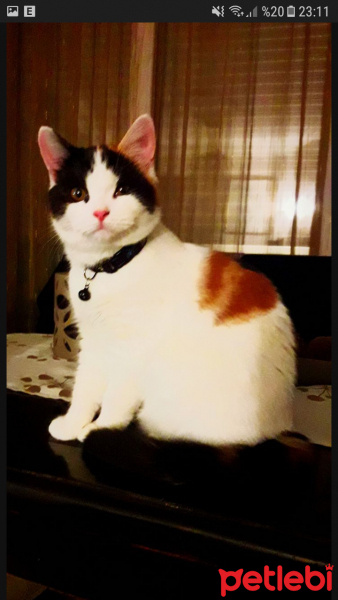İran Kedisi (Persian), Kedi  Mona fotoğrafı