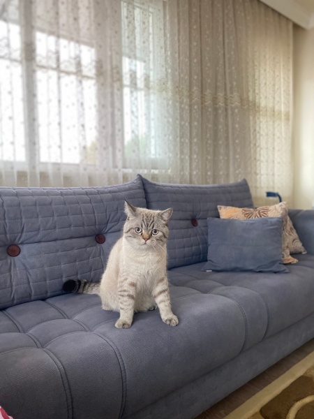 British Shorthair, Kedi  Ayaz fotoğrafı