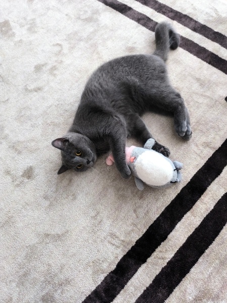 British Shorthair, Kedi  Paşa fotoğrafı
